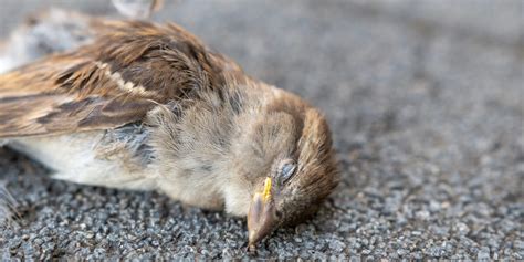 鳥 死|全国各地で起きている鳥の大量死の謎 ドバト カラス